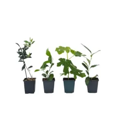 Sale Middelhavet frugttræ - Sæt med 4 - Citrus, ficus, olea - Højde 25-40cm - ⌀9cm Træ