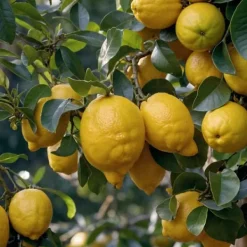 Sale Middelhavet frugttræ - Sæt med 4 - Citrus, ficus, olea - Højde 25-40cm - ⌀9cm Træ