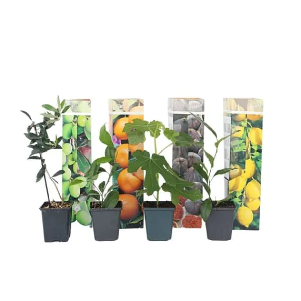 Sale Middelhavet frugttræ - Sæt med 8 - Citrus, ficus, olea - Højde 25-40cm - ⌀9cm Træ