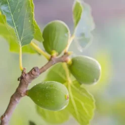 Sale Middelhavet frugttræ - Sæt med 8 - Citrus, ficus, olea - Højde 25-40cm - ⌀9cm Træ