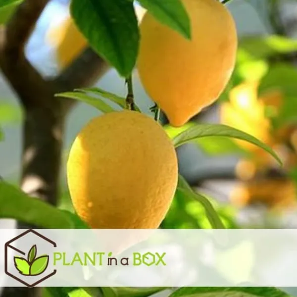 Sale Middelhavet frugttræ - Sæt med 8 - Citrus, ficus, olea - Højde 25-40cm - ⌀9cm Træ