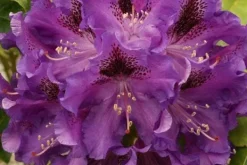 Gødningsmidler^Mineralgel til azaleaer og rhododendroner 0,5 l Agrecol
