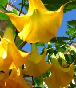 Gødningsmidler^Mineralgel til Datura 0,5L Agrecol