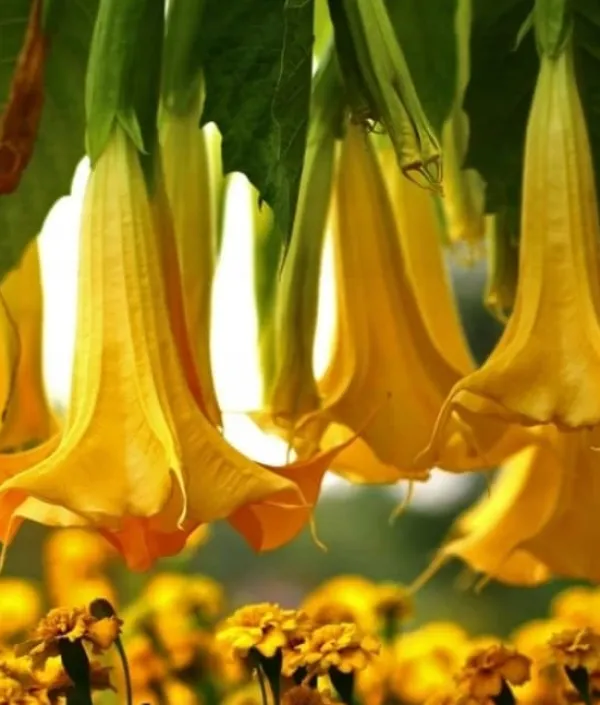 Gødningsmidler^Mineralgel til Datura 0,5L Agrecol