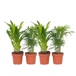 Krukkeplanter Indendørs^Mini inomhus palmen - Sæt med 4 - Dypsis Chamaedorea - Højde 25-40cm - ⌀12cm