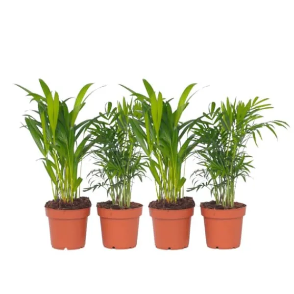 Krukkeplanter Indendørs^Mini inomhus palmen - Sæt med 4 - Dypsis Chamaedorea - Højde 25-40cm - ⌀12cm