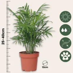 Krukkeplanter Indendørs^Mini inomhus palmen - Sæt med 4 - Dypsis Chamaedorea - Højde 25-40cm - ⌀12cm
