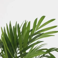 Krukkeplanter Indendørs^Mini inomhus palmen - Sæt med 4 - Dypsis Chamaedorea - Højde 25-40cm - ⌀12cm