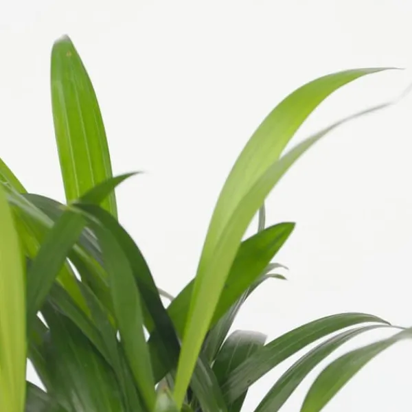 Krukkeplanter Indendørs^Mini inomhus palmen - Sæt med 4 - Dypsis Chamaedorea - Højde 25-40cm - ⌀12cm