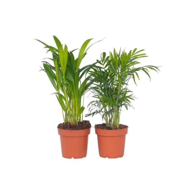 Krukkeplanter Indendørs^Mini inomhus palmen - Sæt med 2 - Dypsis Chamaedorea - Højde 25-40cm - ⌀12cm