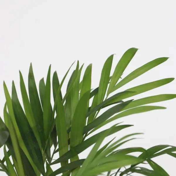 Krukkeplanter Indendørs^Mini inomhus palmen - Sæt med 2 - Dypsis Chamaedorea - Højde 25-40cm - ⌀12cm