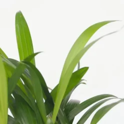 Krukkeplanter Indendørs^Mini inomhus palmen - Sæt med 2 - Dypsis Chamaedorea - Højde 25-40cm - ⌀12cm