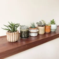 Krukkeplanter Indendørs^Mini sukkulenter - Sæt med 6 - Succulent Mix - Højde 5-10cm - ⌀6cm