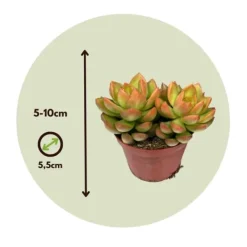 Krukkeplanter Indendørs^Mini sukkulenter - Sæt med 12 - Succulent Mix - Højde 5-10cm - ⌀6cm