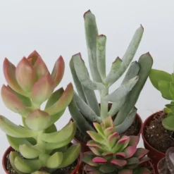 Krukkeplanter Indendørs^Mini sukkulenter - Sæt med 12 - Succulent Mix - Højde 5-10cm - ⌀6cm