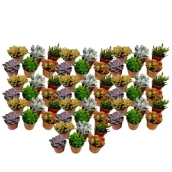 Sale Mini sukkulenter - Sæt med 60 - Succulent Mix - Højde 5-10cm - ⌀6cm Krukkeplanter Indendørs