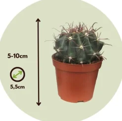 Krukkeplanter Indendørs^Minikaktus - Sæt med 6 - Cactus - Højde 5-10cm - ⌀6cm