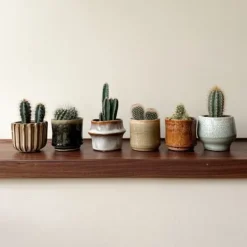 Krukkeplanter Indendørs^Minikaktus - Sæt med 6 - Cactus - Højde 5-10cm - ⌀6cm