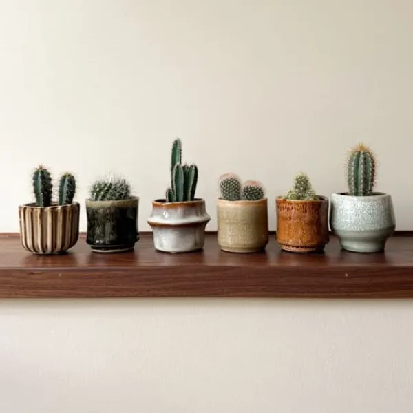 Krukkeplanter Indendørs^Minikaktus - Sæt med 6 - Cactus - Højde 5-10cm - ⌀6cm
