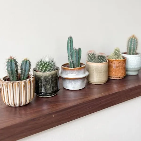 Krukkeplanter Indendørs^Minikaktus - Sæt med 6 - Cactus - Højde 5-10cm - ⌀6cm
