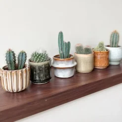 Krukkeplanter Indendørs^Minikaktus - Sæt med 60 - Cactus - Højde 5-10cm - ⌀6cm