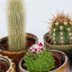 Krukkeplanter Indendørs^Minikaktus - Sæt med 60 - Cactus - Højde 5-10cm - ⌀6cm