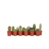 Best Minikaktus - Sæt med 12 - Cactus - Højde 5-10cm - ⌀6cm Krukkeplanter Indendørs