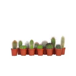 Best Minikaktus - Sæt med 12 - Cactus - Højde 5-10cm - ⌀6cm Krukkeplanter Indendørs
