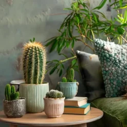 Best Minikaktus - Sæt med 12 - Cactus - Højde 5-10cm - ⌀6cm Krukkeplanter Indendørs