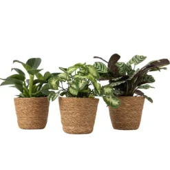 Krukkeplanter Indendørs^Mix af 3 stueplanter inkl. kurve - Højde 25-40cm - ⌀12cm