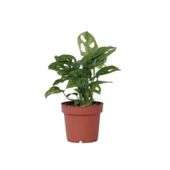 Monstera - Monstera adansonii 'Monkey Mask' - Højde 25-30cm - ⌀12cm Krukkeplanter Indendørs