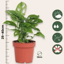 Monstera - Monstera adansonii 'Monkey Mask' - Højde 25-30cm - ⌀12cm Krukkeplanter Indendørs