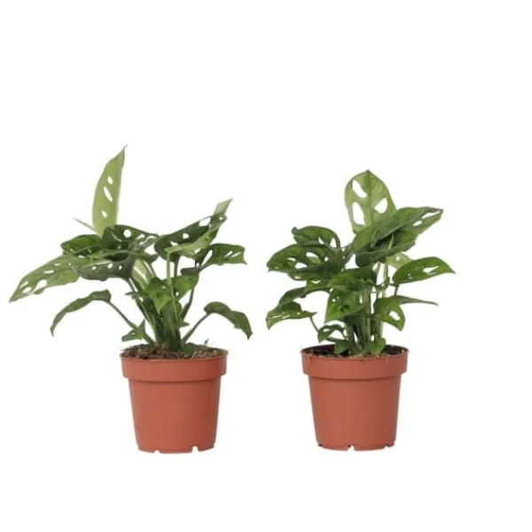 Online Monstera - Sæt med 2 - Monstera adansonii 'Monkey Mask' - Højde 25-30cm - ⌀12cm Krukkeplanter Indendørs