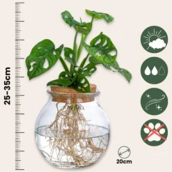 Clearance Monstera i vand - Monstera adansonii 'Monkey Mask' - Højde 25-35cm - ⌀20cm Krukkeplanter Indendørs