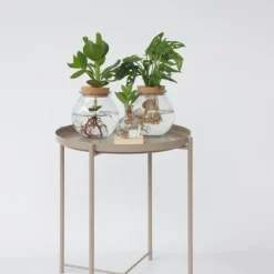 Clearance Monstera i vand - Monstera adansonii 'Monkey Mask' - Højde 25-35cm - ⌀20cm Krukkeplanter Indendørs