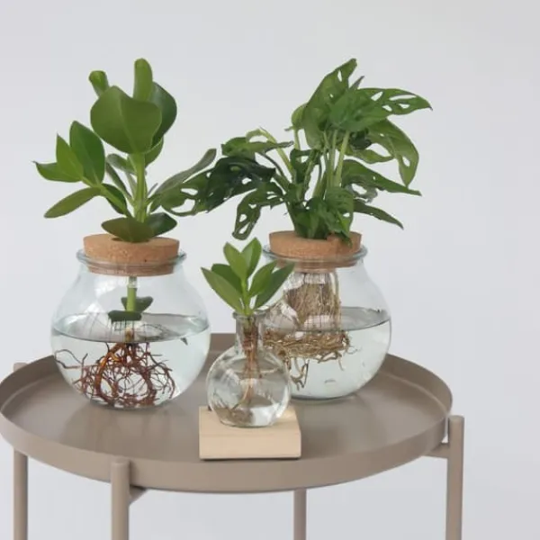 Clearance Monstera i vand - Monstera adansonii 'Monkey Mask' - Højde 25-35cm - ⌀20cm Krukkeplanter Indendørs