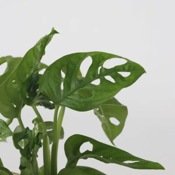 Clearance Monstera i vand - Monstera adansonii 'Monkey Mask' - Højde 25-35cm - ⌀20cm Krukkeplanter Indendørs