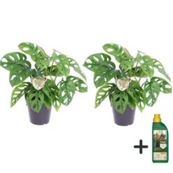 Monstera med planteføde - Sæt med 2 - Monkey Mask - Højde 25-30cm - ⌀12cm Krukkeplanter Indendørs
