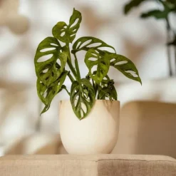 Monstera med planteføde - Sæt med 2 - Monkey Mask - Højde 25-30cm - ⌀12cm Krukkeplanter Indendørs