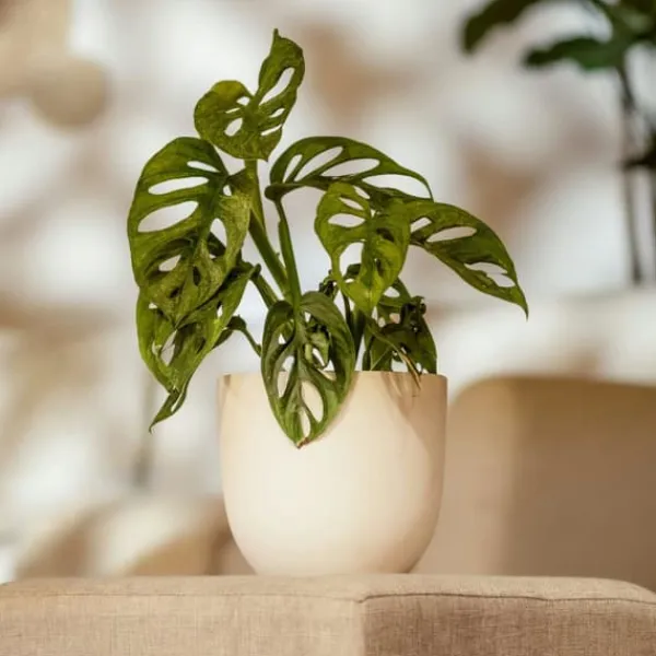 Monstera med planteføde - Sæt med 2 - Monkey Mask - Højde 25-30cm - ⌀12cm Krukkeplanter Indendørs