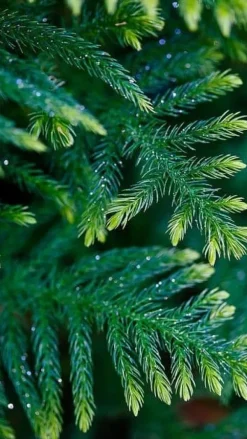 Online Multikomponent fjedergødning til thuja og nåletræer Emerald Complex 1,75 kg Gødningsmidler
