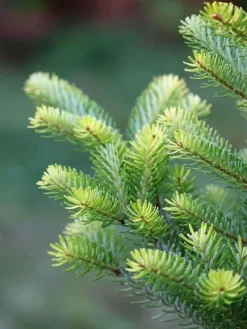 Online Multikomponent fjedergødning til thuja og nåletræer Emerald Complex 1,75 kg Gødningsmidler