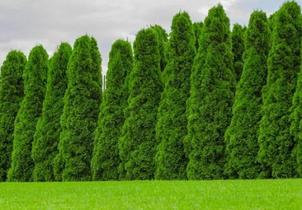 Online Multikomponent fjedergødning til thuja og nåletræer Emerald Complex 1,75 kg Gødningsmidler