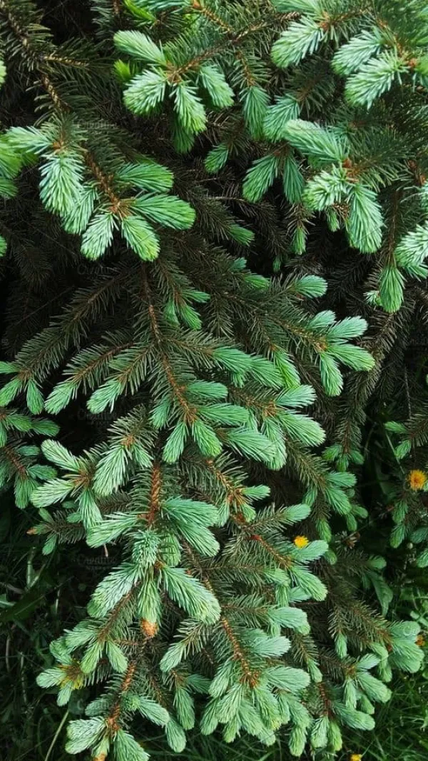 Hot Multikomponent fjedergødning til thuja og nåletræer Emerald Complex 4kg Gødningsmidler