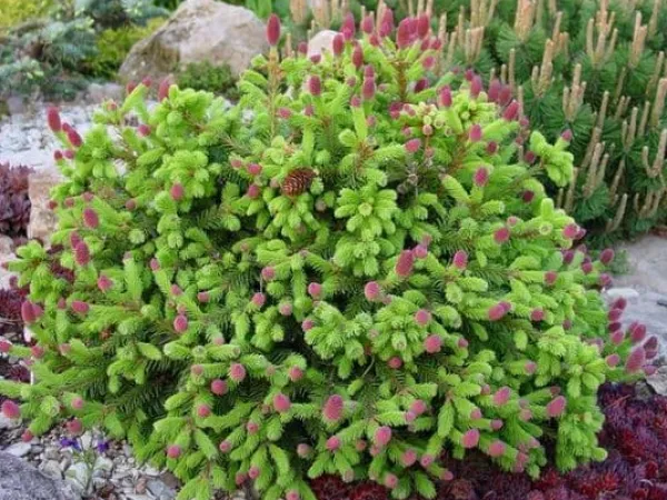Hot Multikomponent fjedergødning til thuja og nåletræer Emerald Complex 4kg Gødningsmidler