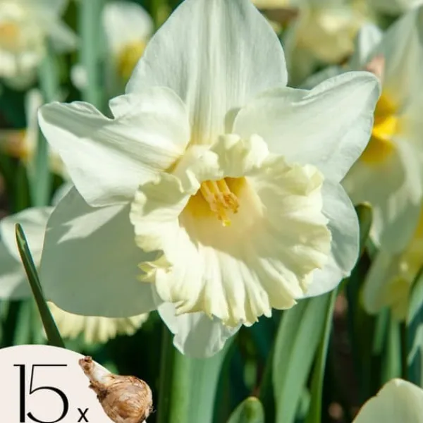 Best Narcisløg - Påskeliljer - Sæt x15 - Narcissus 'Mount Hood' - Blomsterløg - Gul Frø