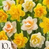 Hot Narcisløg - Påskeliljer - Sæt med 10 - Narcissus 'Double Mix' - Blomsterløg Frø