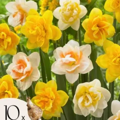 Hot Narcisløg - Påskeliljer - Sæt med 10 - Narcissus 'Double Mix' - Blomsterløg Frø