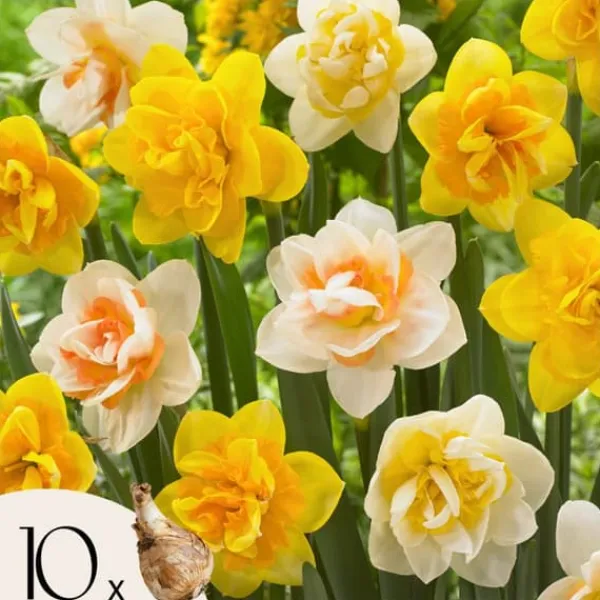 Hot Narcisløg - Påskeliljer - Sæt med 10 - Narcissus 'Double Mix' - Blomsterløg Frø