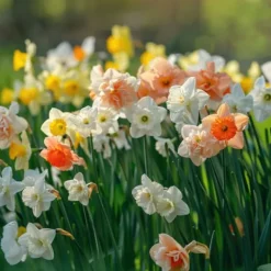 Hot Narcisløg - Påskeliljer - Sæt med 10 - Narcissus 'Double Mix' - Blomsterløg Frø